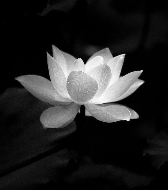 ảnh hoa sen nền đen (1)