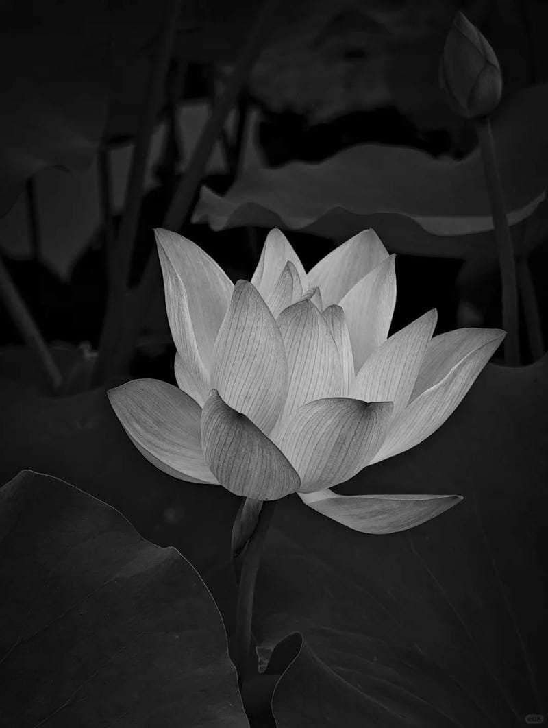 ảnh hoa sen nền đen (10)