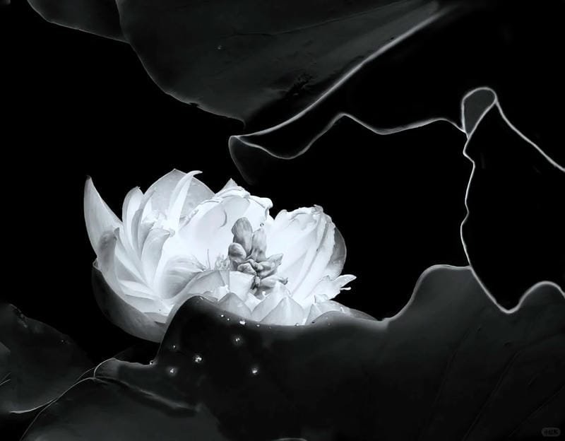 ảnh hoa sen nền đen (11)