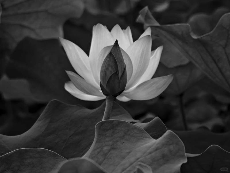 ảnh hoa sen nền đen (12)