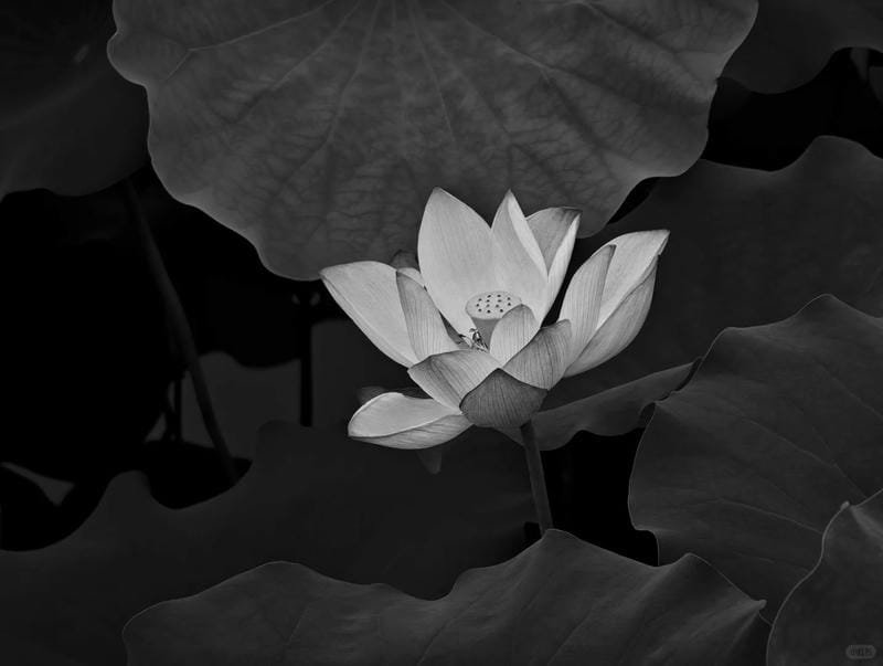 ảnh hoa sen nền đen (13)