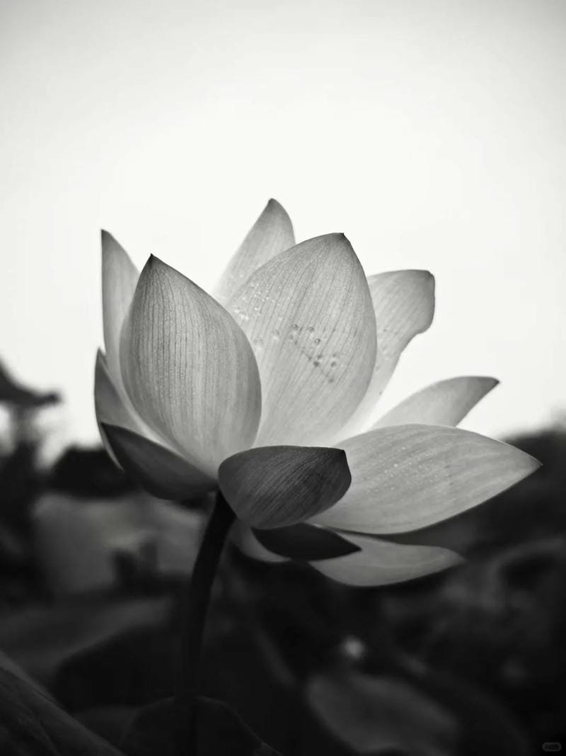 ảnh hoa sen nền đen (18)