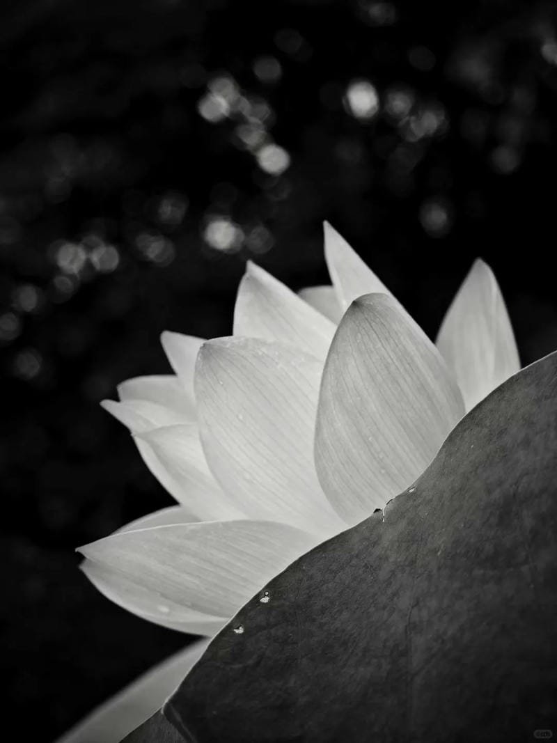 ảnh hoa sen nền đen (19)