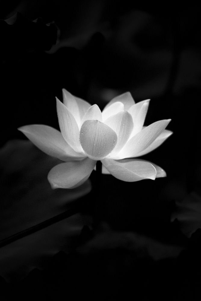 ảnh hoa sen nền đen (2)