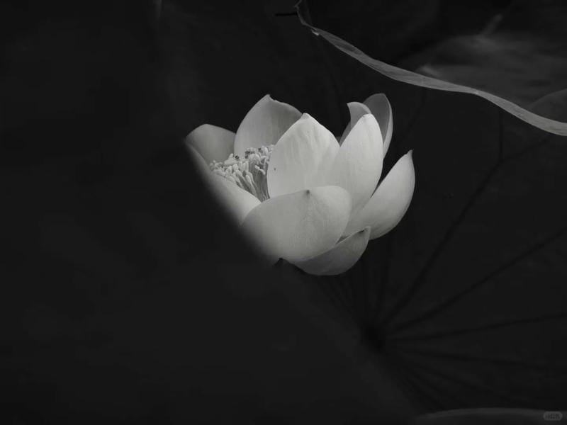 ảnh hoa sen nền đen (21)