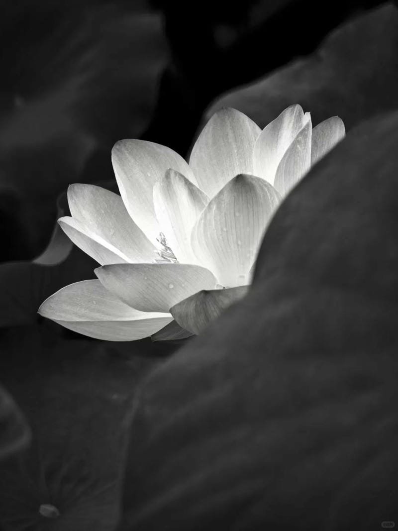 ảnh hoa sen nền đen (22)