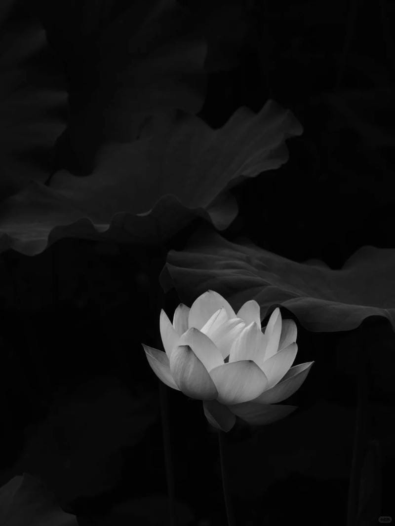 ảnh hoa sen nền đen (23)