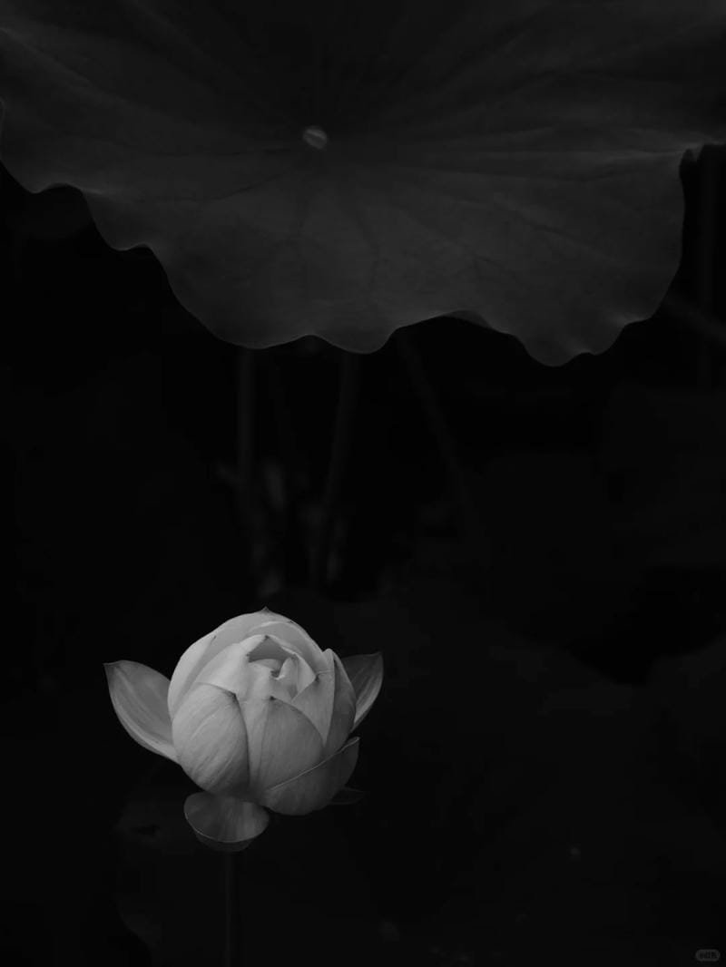 ảnh hoa sen nền đen (24)