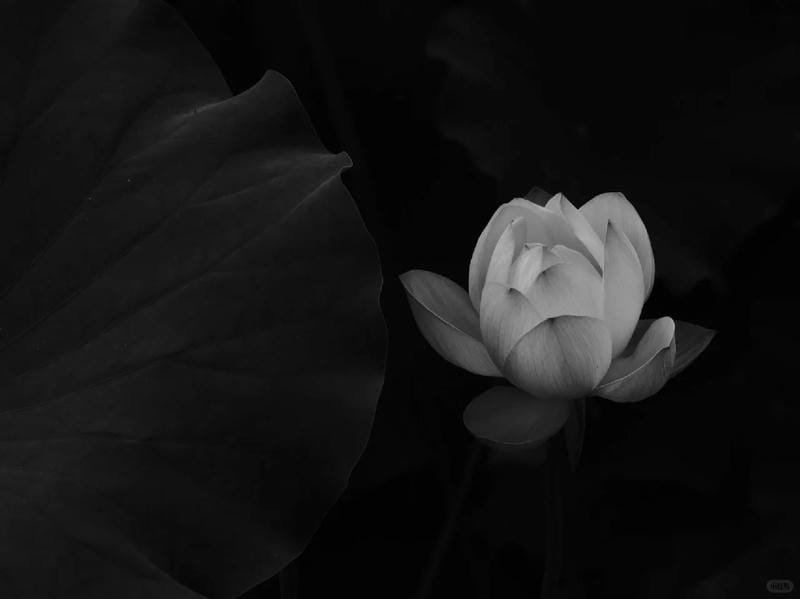 ảnh hoa sen nền đen (25)