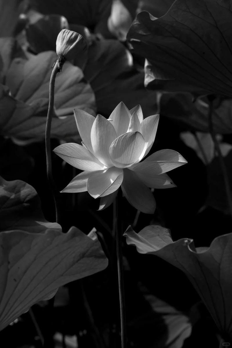 ảnh hoa sen nền đen (3)