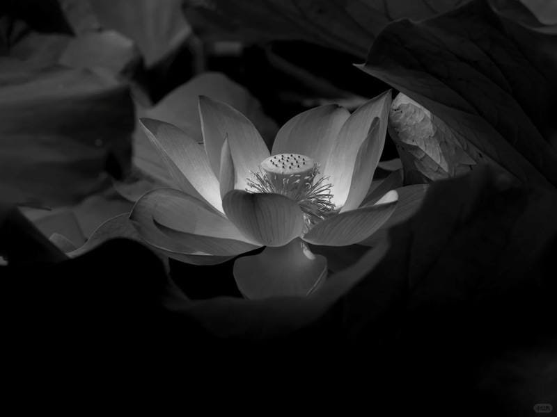 ảnh hoa sen nền đen (4)