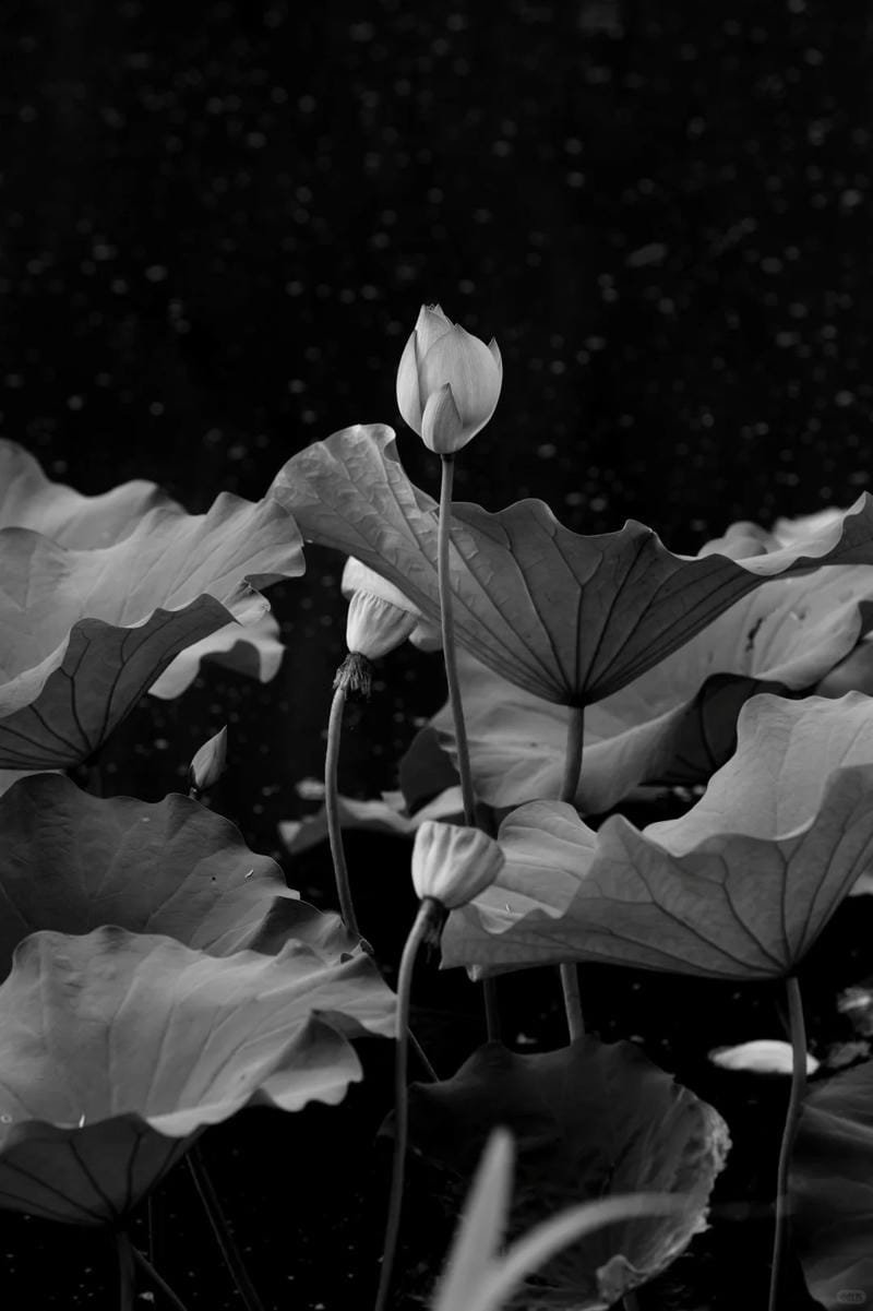 ảnh hoa sen nền đen (5)