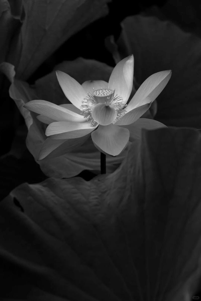 ảnh hoa sen nền đen (6)