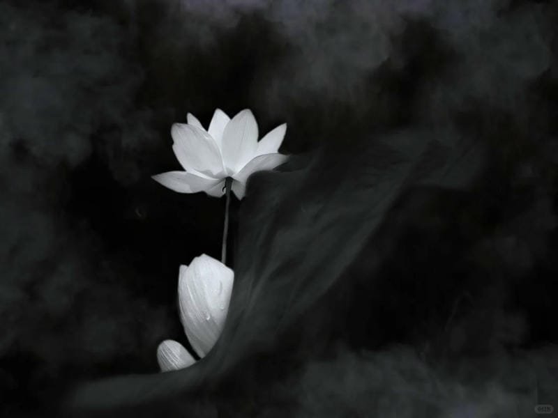 ảnh hoa sen nền đen (8)