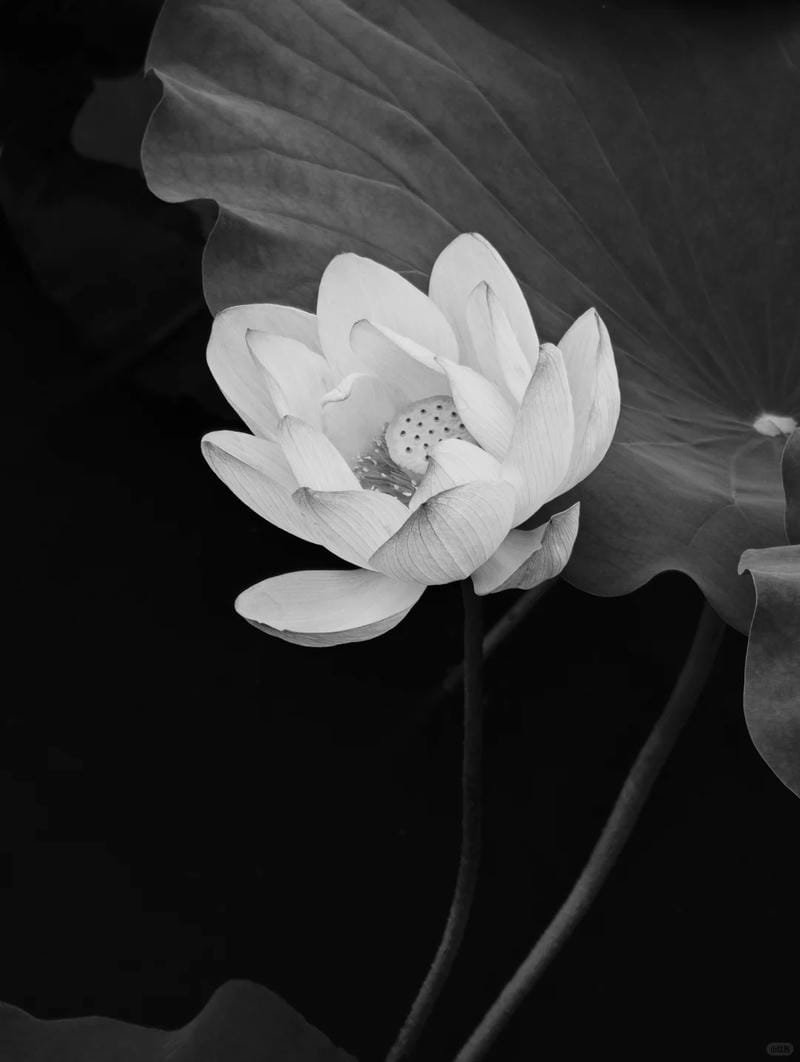 ảnh hoa sen nền đen (9)