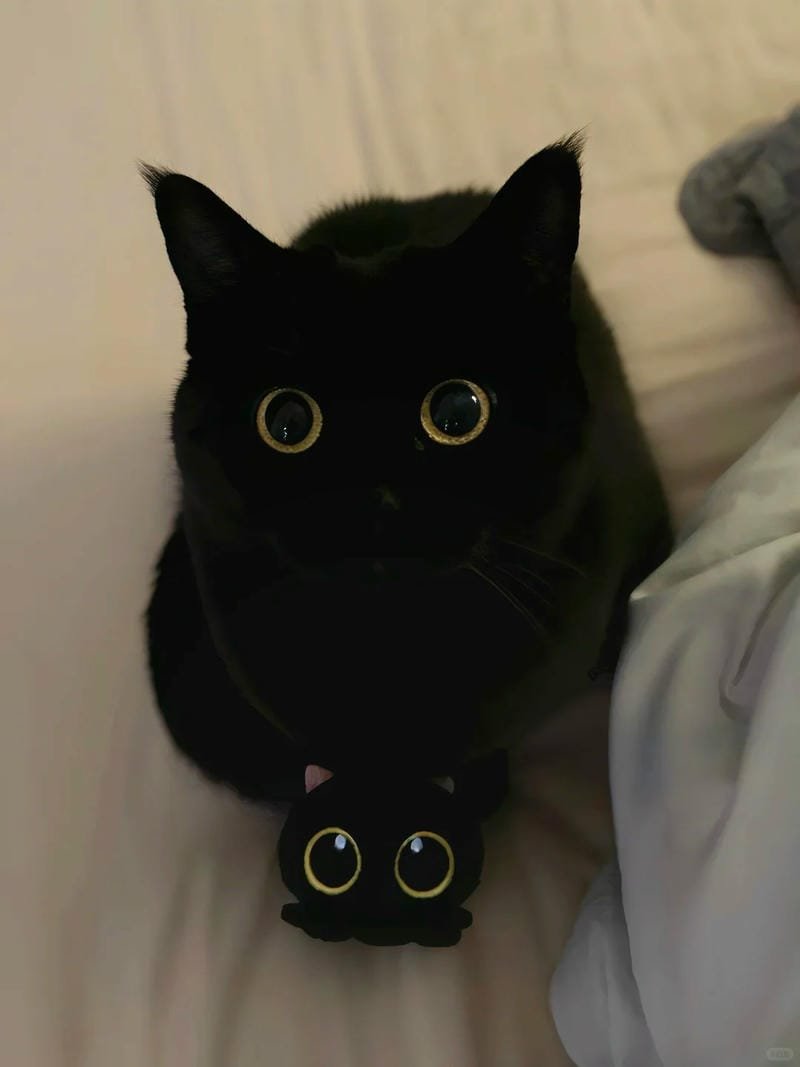 ảnh mèo đen (11)
