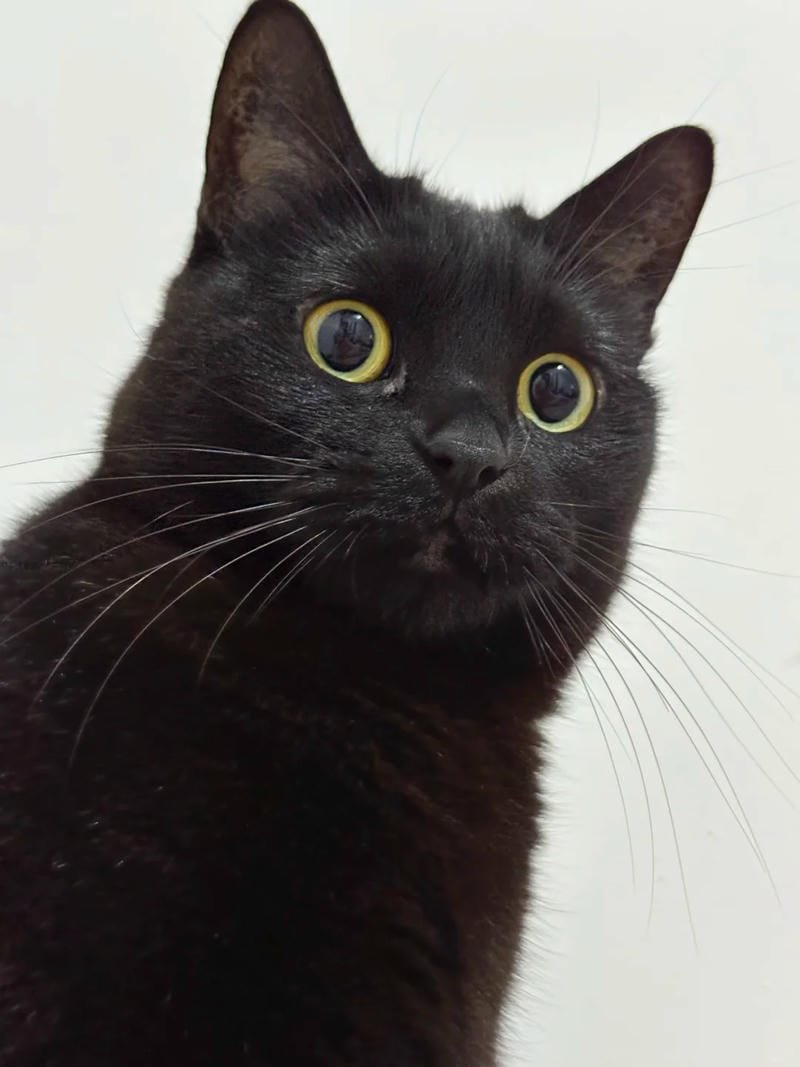 ảnh mèo đen (12)