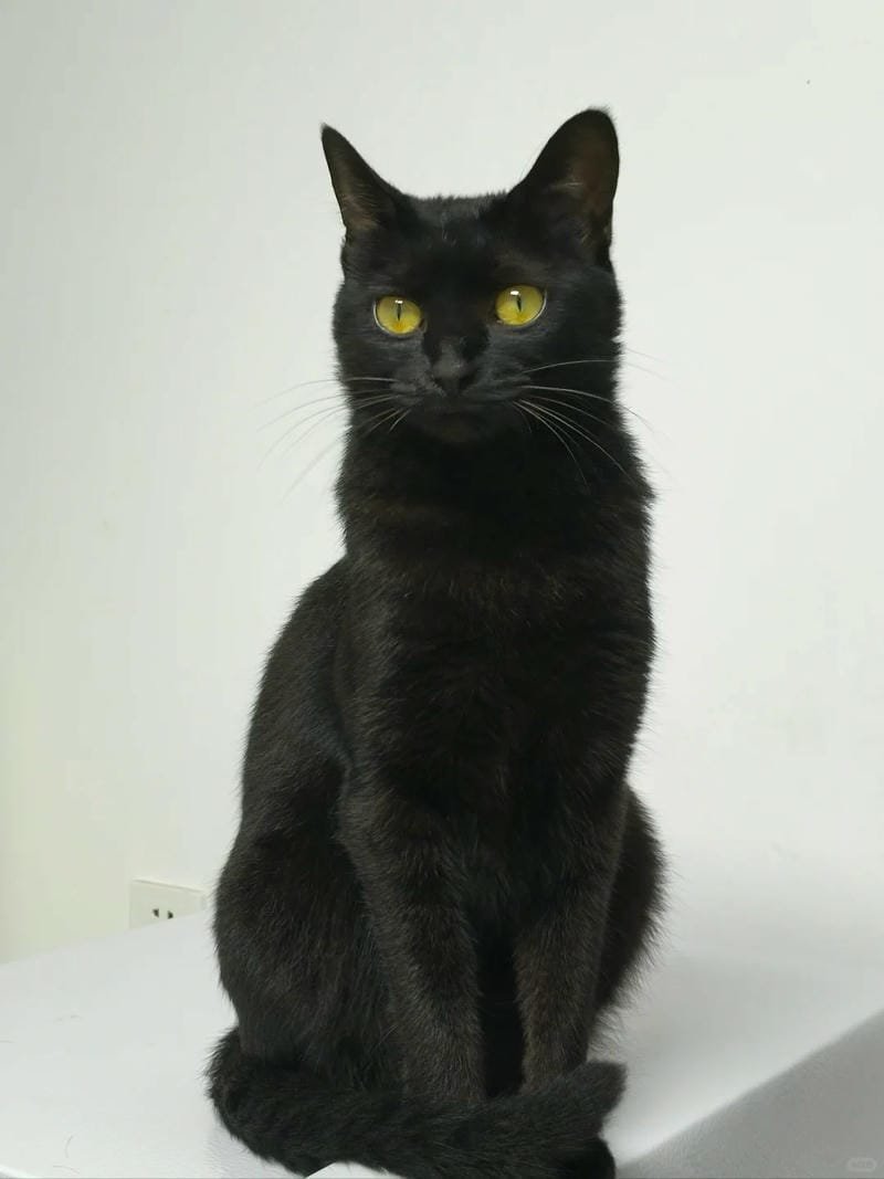 ảnh mèo đen (13)