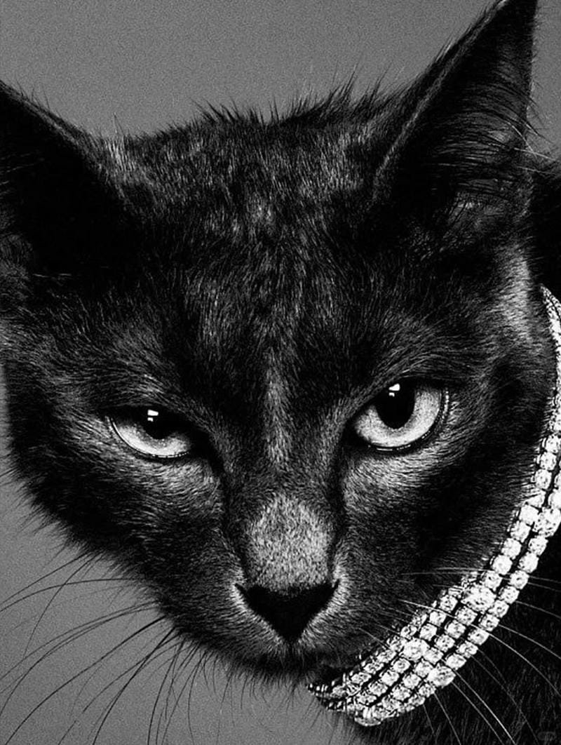 ảnh mèo đen (15)