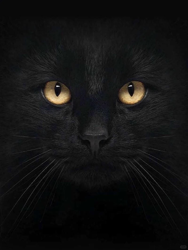 ảnh mèo đen (16)