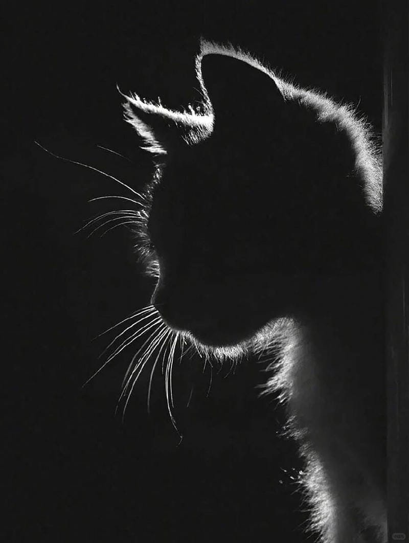 ảnh mèo đen (17)