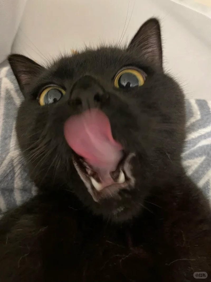 ảnh mèo đen (18)