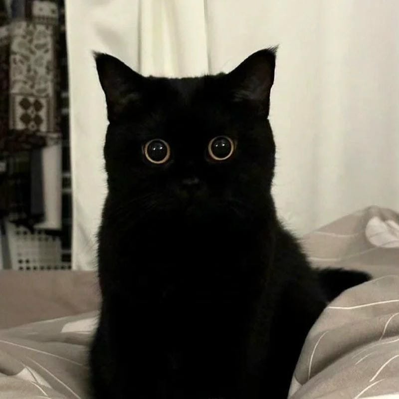 ảnh mèo đen (19)
