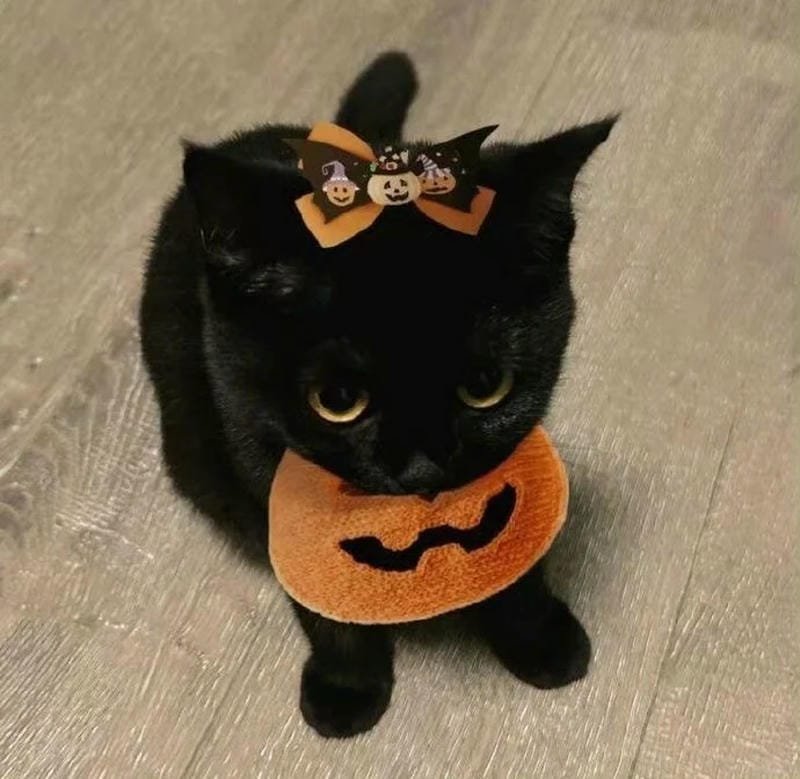 ảnh mèo đen (21)