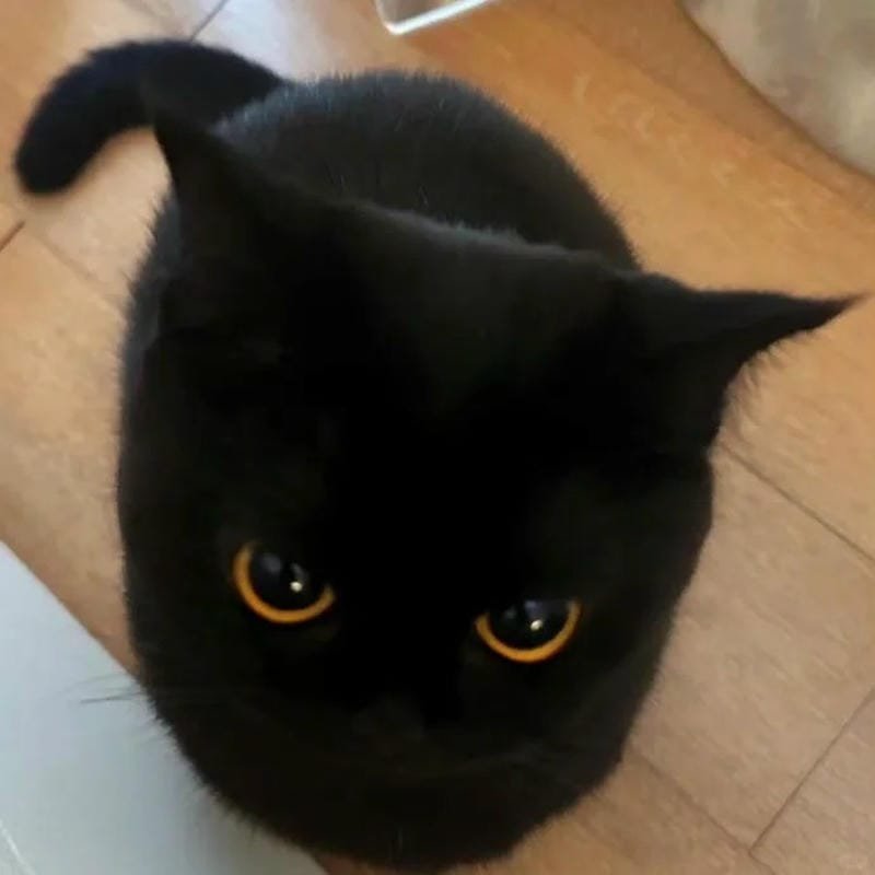 ảnh mèo đen (23)