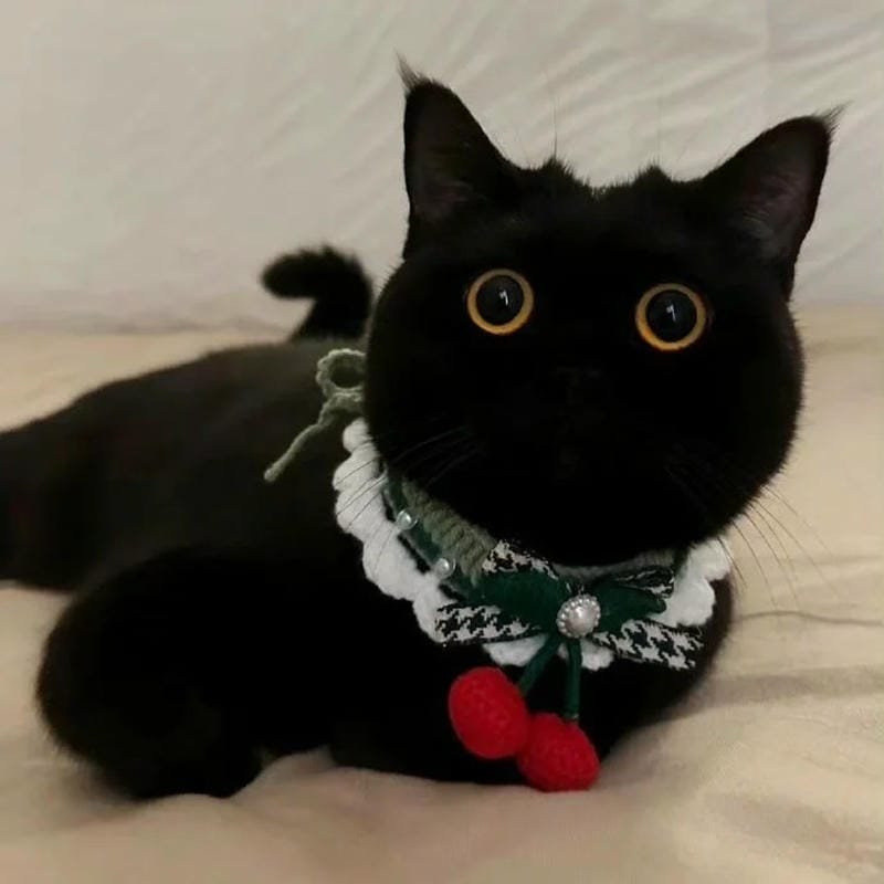 ảnh mèo đen (24)