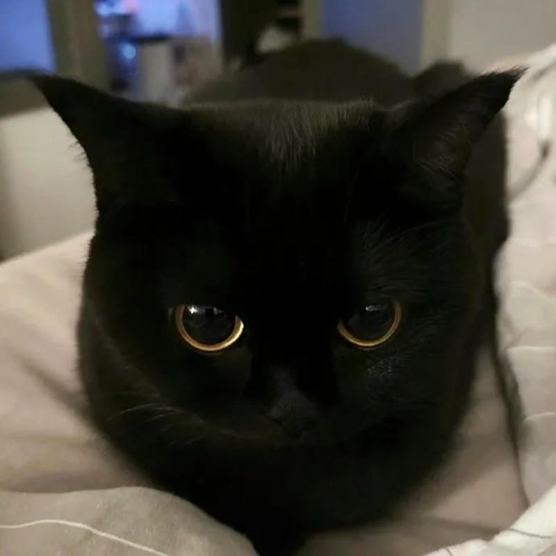 ảnh mèo đen (25)