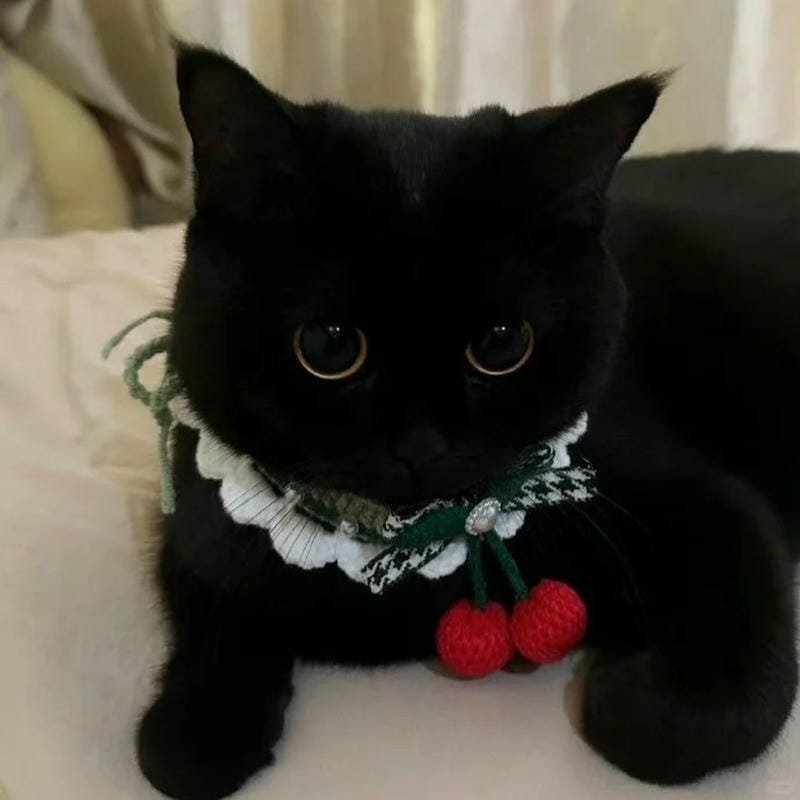 ảnh mèo đen (26)