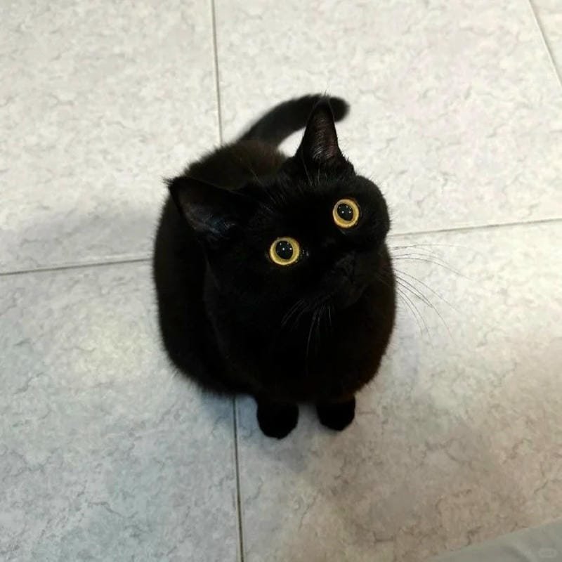 ảnh mèo đen (28)