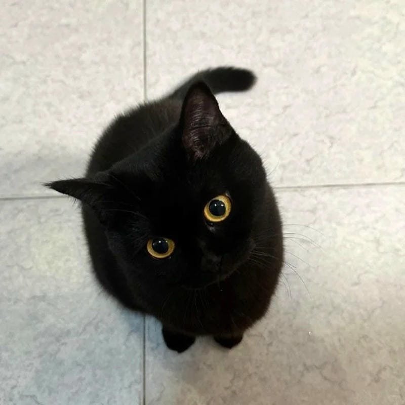 ảnh mèo đen (29)