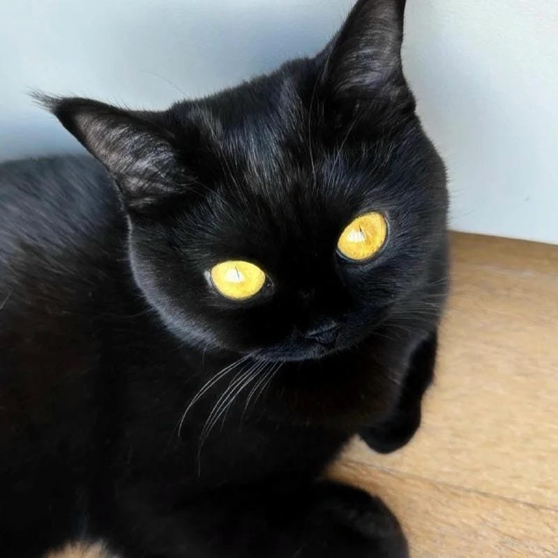 ảnh mèo đen (30)