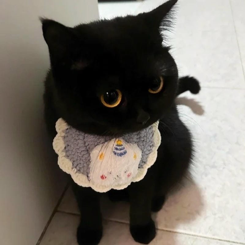 ảnh mèo đen (31)