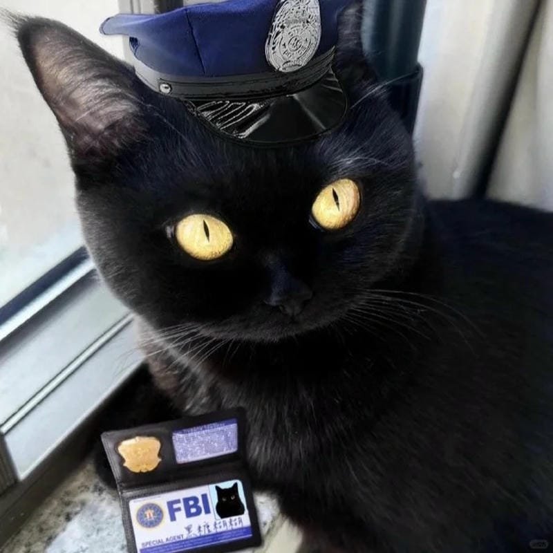 ảnh mèo đen (32)