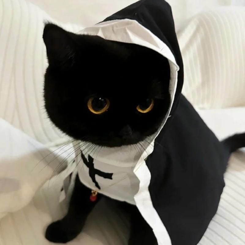 ảnh mèo đen (33)