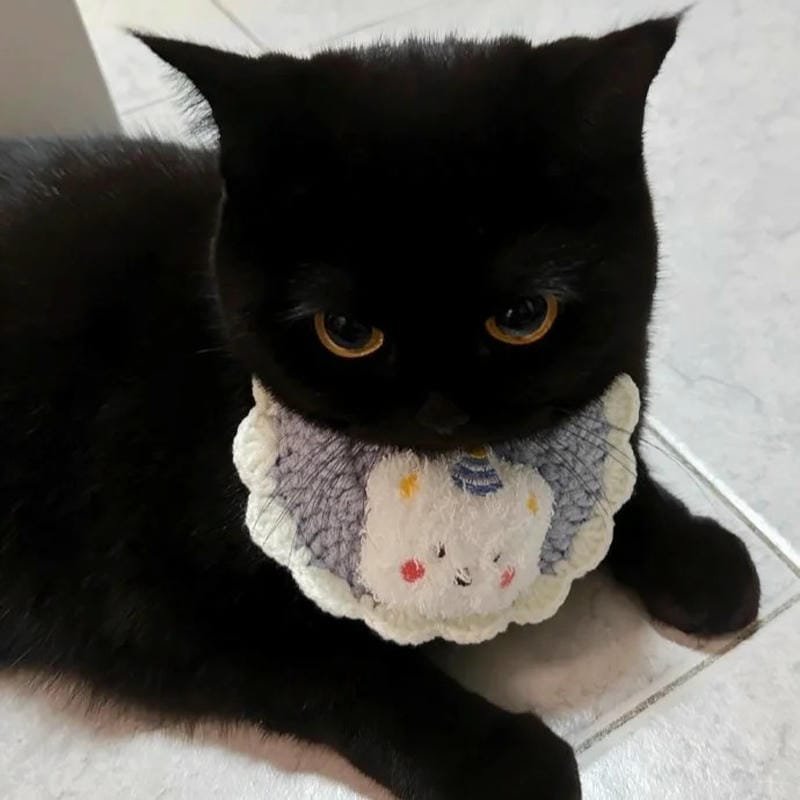 ảnh mèo đen (34)