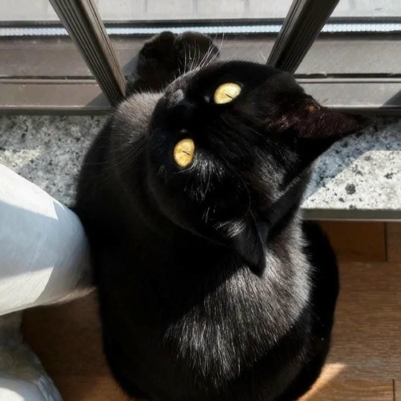 ảnh mèo đen (35)