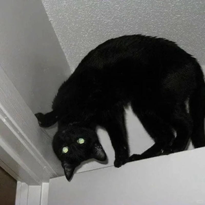 ảnh mèo đen (5)