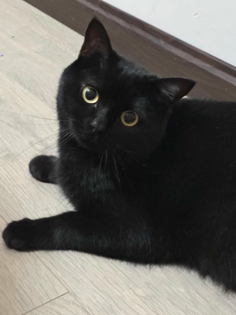 ảnh mèo đen (8)