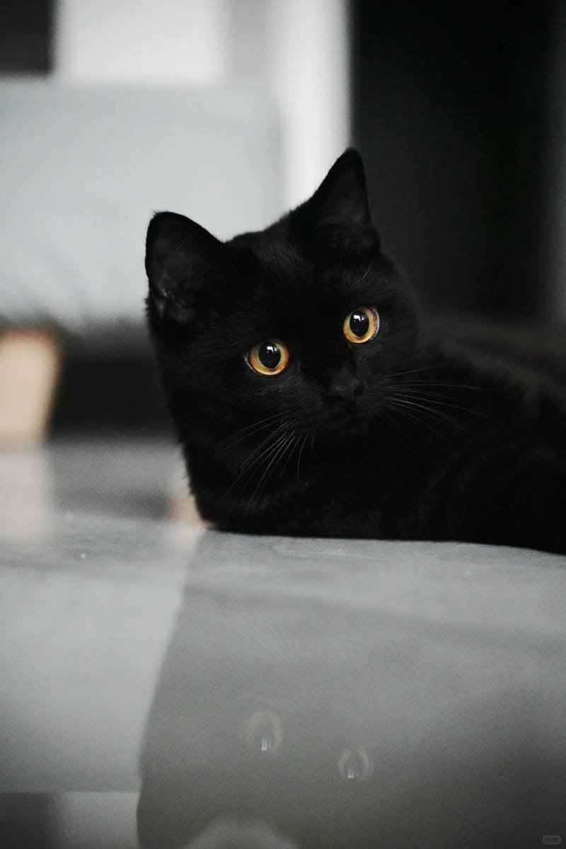 ảnh mèo đen (9)