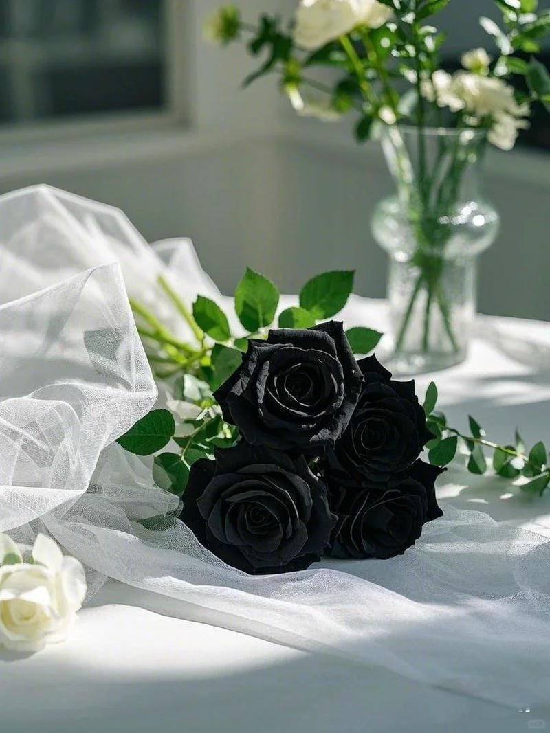 hình ảnh hoa hồng đen (27)