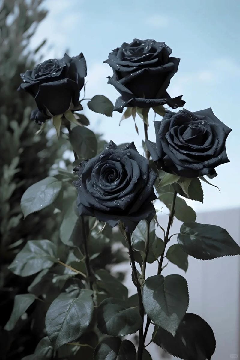 hình ảnh hoa hồng đen (5)