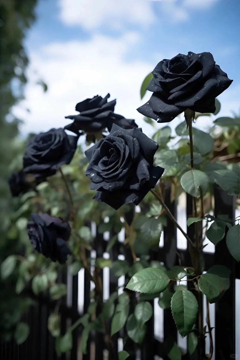 hình ảnh hoa hồng đen (6)