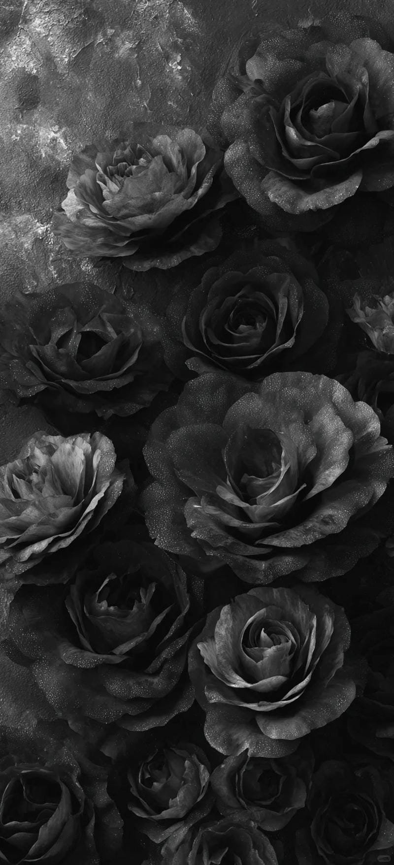 hình ảnh hoa hồng đen (9)