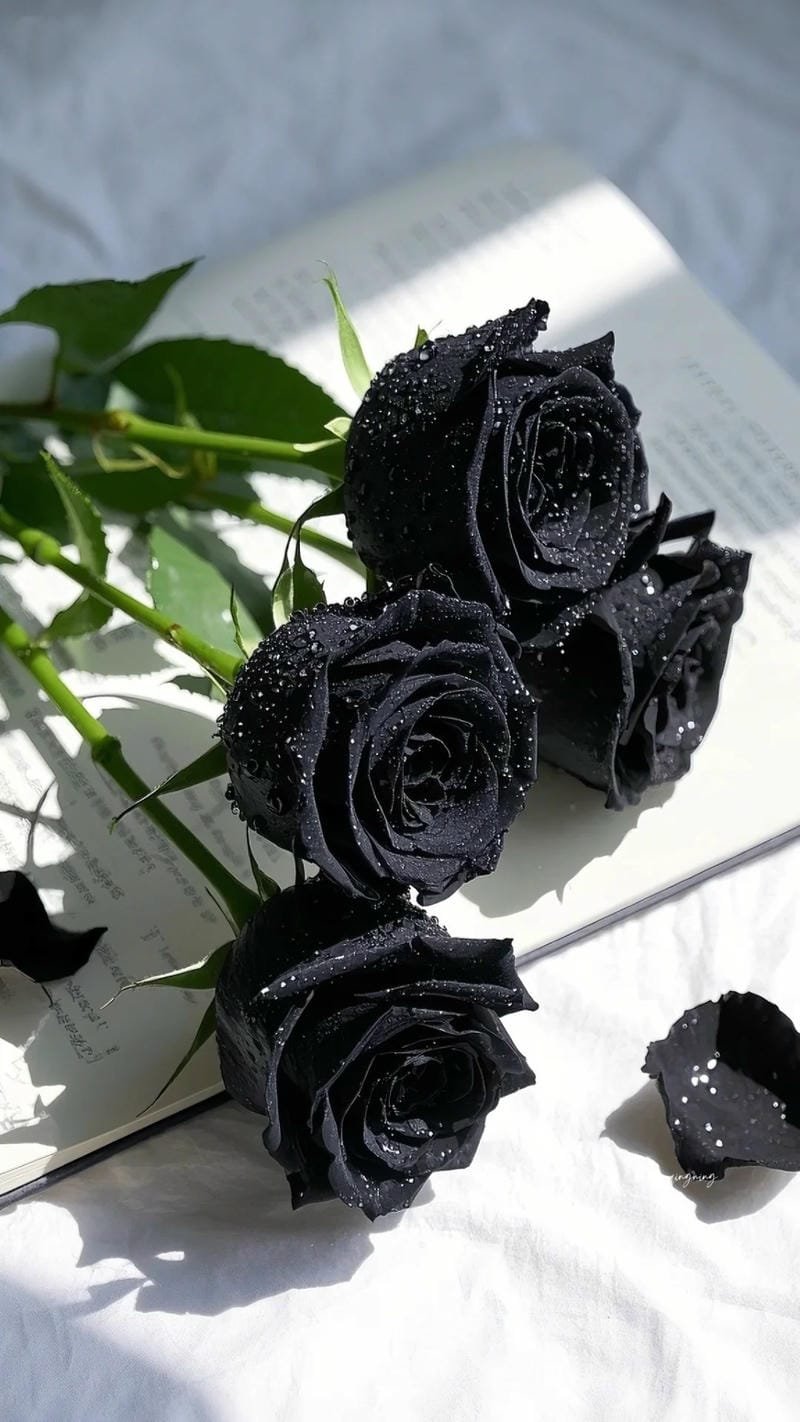 hình ảnh về hoa hồng đen