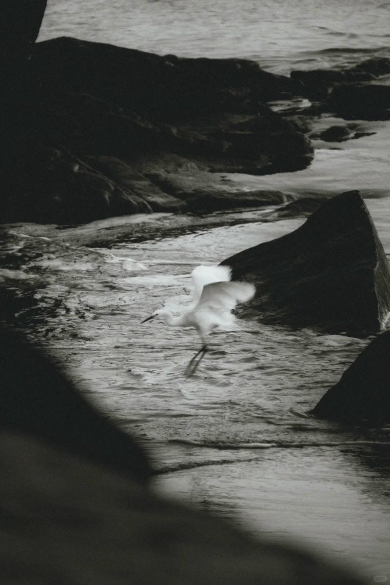 ảnh biển đen trắng (37)