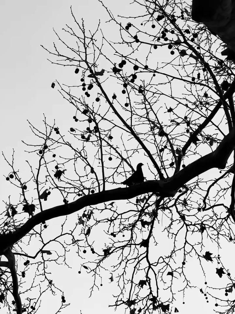 ảnh chill buồn (15)